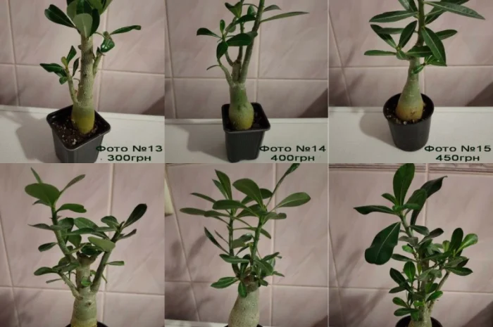 Взрослые разветвленные адениумы- фото № 5