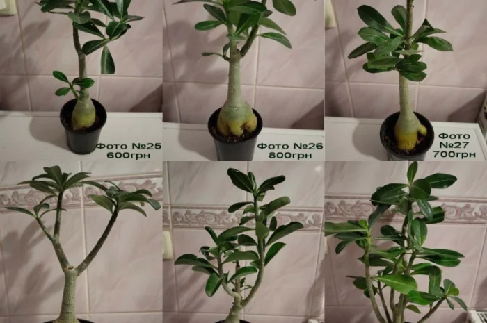 Взрослые разветвленные адениумы- фото № 6