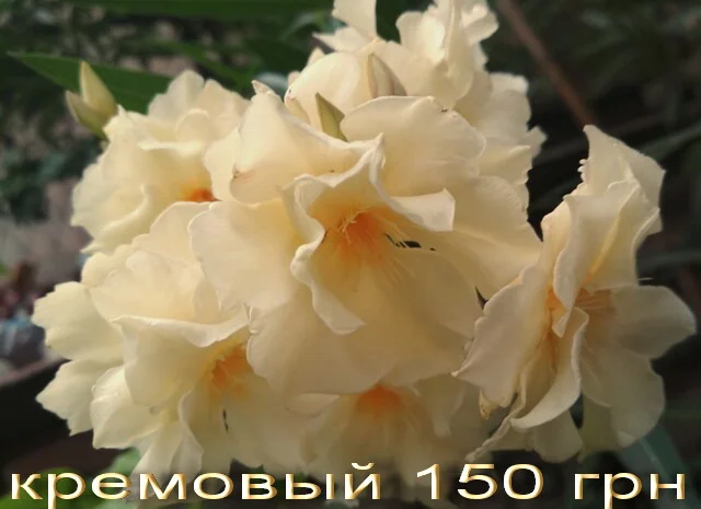 Многолетние декоративные растения- фото № 11