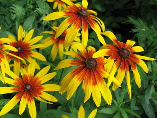 Многолетние декоративные растения- фото № 8