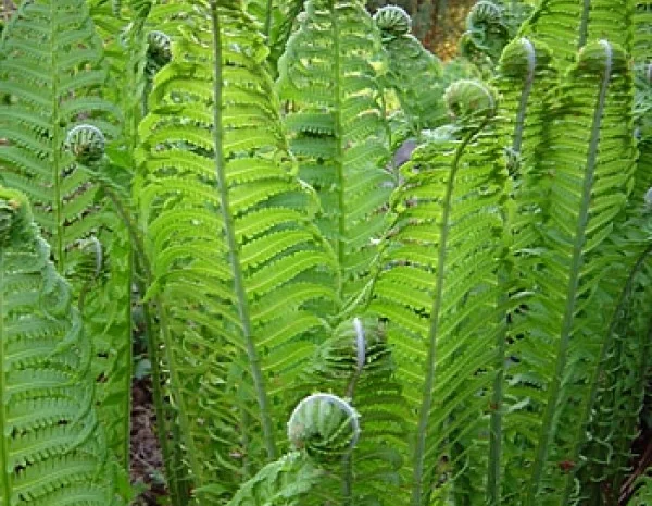 Многолетние декоративные растения- фото № 7