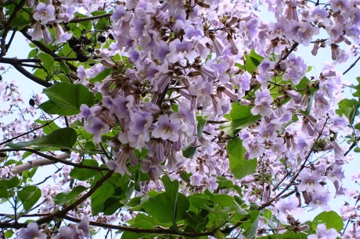 Многолетние декоративные растения- фото № 6