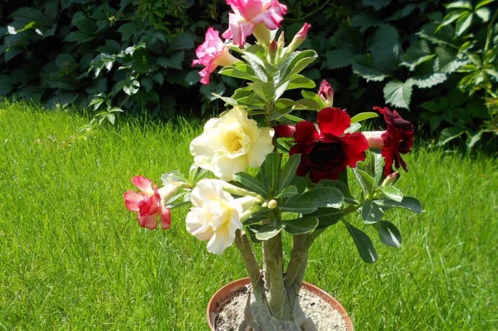 Мультипрививки махровых адениумов- фото № 1