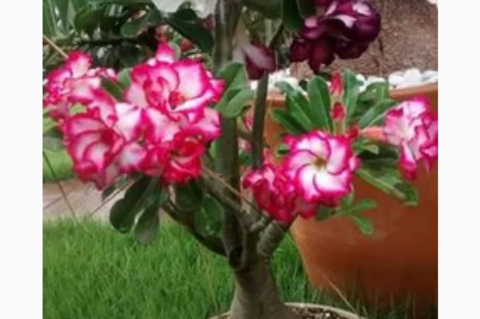 Мультипрививки махровых адениумов- фото № 3