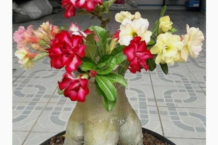 Мультипрививки махровых адениумов- фото № 4