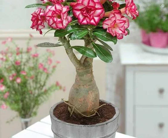 Привитые адениумы обессум- фото № 1