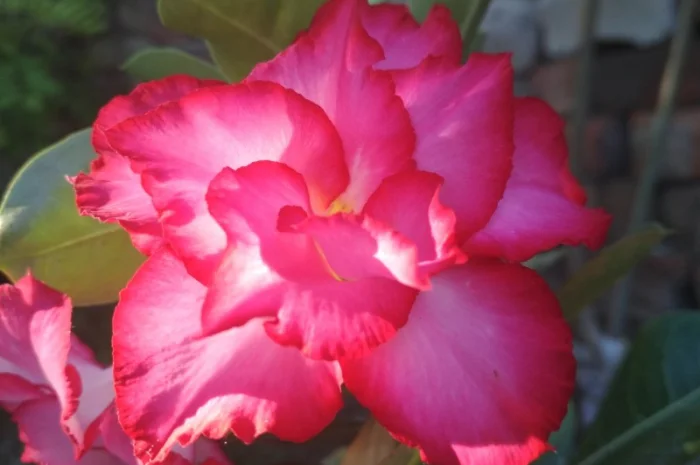 Привитые адениумы обессум- фото № 2