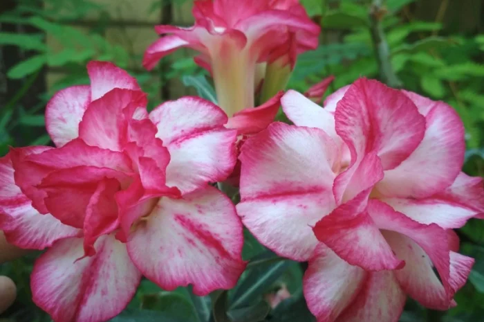 Привитые адениумы обессум- фото № 3