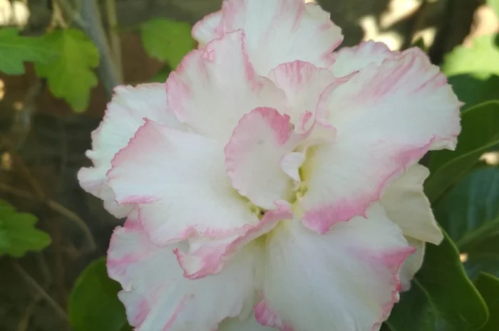 Привитые адениумы обессум- фото № 5