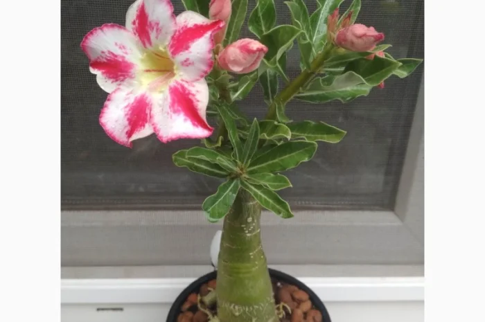 Привитые адениумы обессум- фото № 7