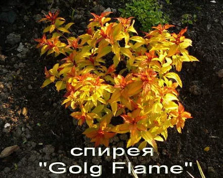 Спирея «Goldflame» декоративный кустарник- фото № 1