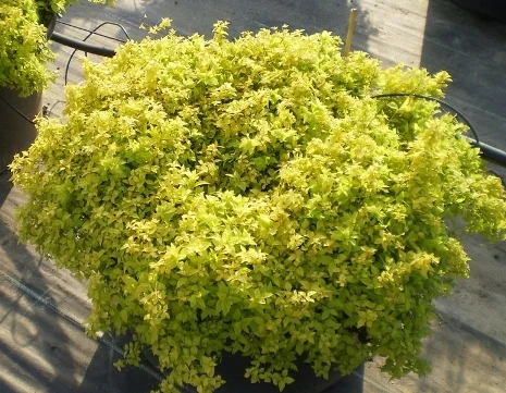 Спирея «Goldflame» декоративный кустарник- фото № 2