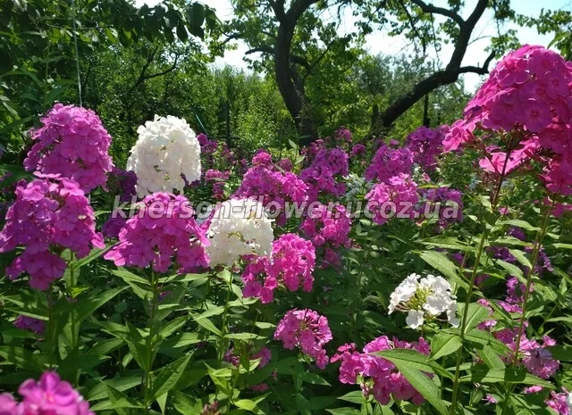 Флоксы многолетние высокорослые метельчатые- фото № 1