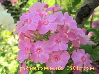 Флоксы многолетние высокорослые метельчатые- фото № 2