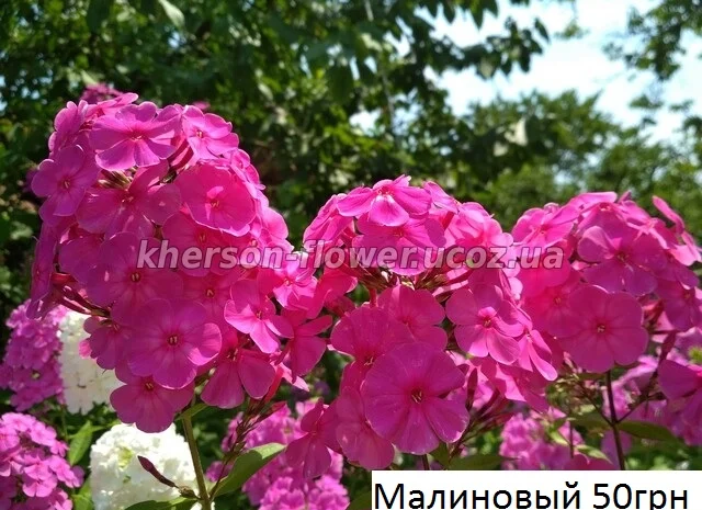 Флоксы многолетние высокорослые метельчатые- фото № 4