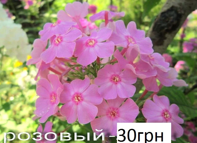 Флоксы многолетние высокорослые метельчатые- фото № 6