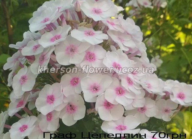 Флоксы многолетние высокорослые метельчатые- фото № 7