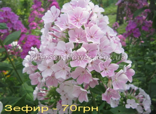 Флоксы многолетние высокорослые метельчатые- фото № 8