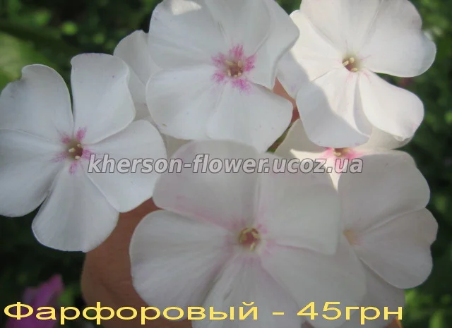 Флоксы многолетние высокорослые метельчатые- фото № 9