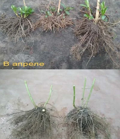 Флоксы многолетние высокорослые метельчатые- фото № 10