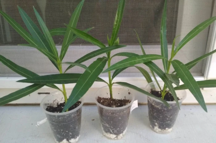 Олеандр ярко-розовый махровый SPLENDENS GIGANTEUM- фото № 10