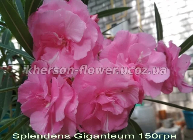 Олеандр ярко-розовый махровый SPLENDENS GIGANTEUM- фото № 1