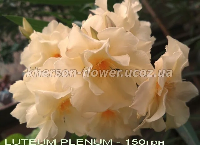 Олеандр ярко-розовый махровый SPLENDENS GIGANTEUM- фото № 4