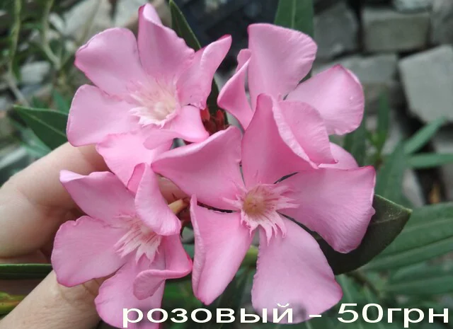 Олеандр ярко-розовый махровый SPLENDENS GIGANTEUM- фото № 9