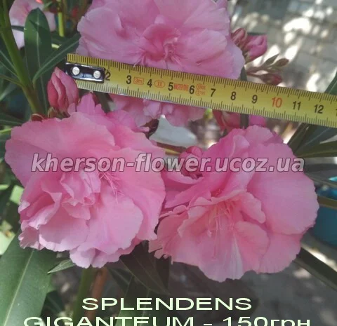 Олеандр ярко-розовый махровый SPLENDENS GIGANTEUM- фото № 2