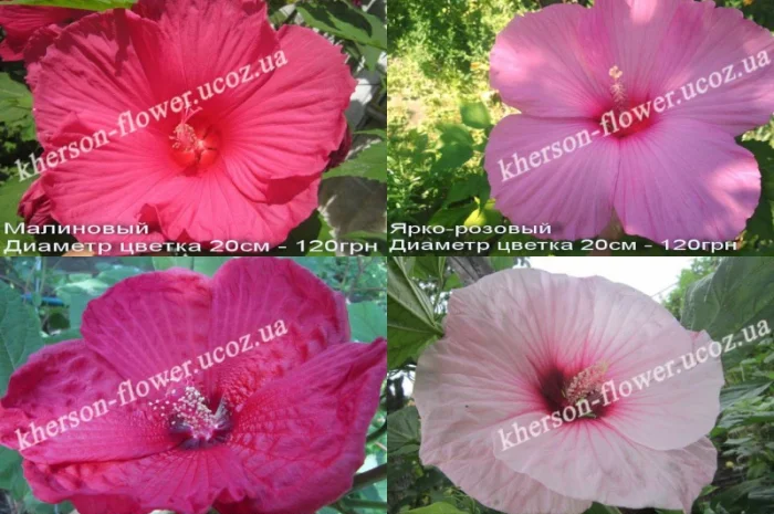 Гибискусы гибридные травянистые кустовые- фото № 2