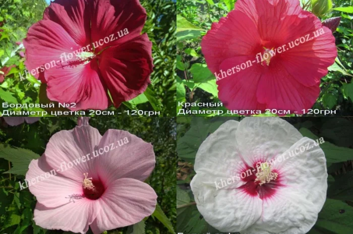 Гибискусы гибридные травянистые кустовые- фото № 3