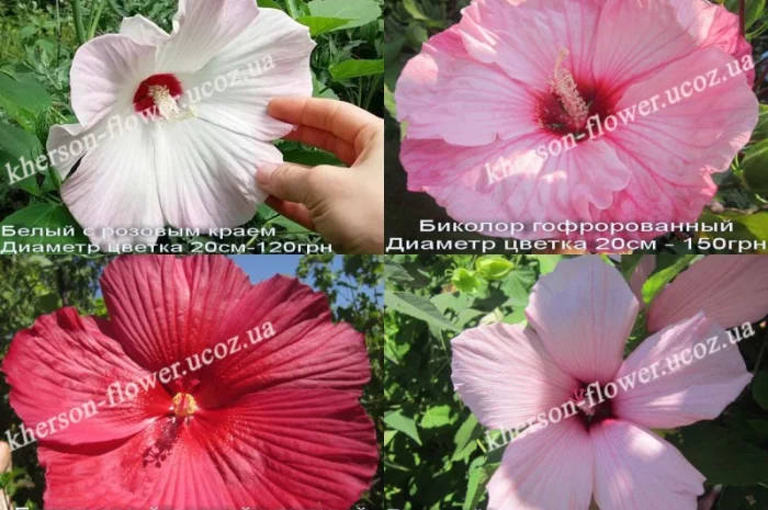 Гибискусы гибридные травянистые кустовые- фото № 4
