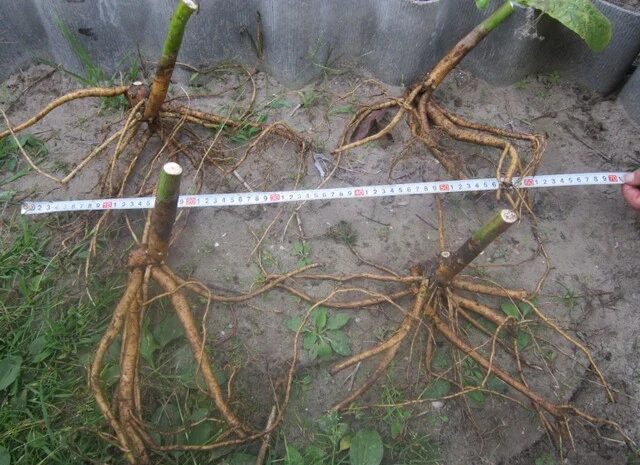 Гибискусы гибридные травянистые кустовые- фото № 5