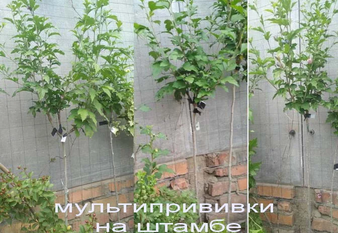 Гибискусы древовидные махровые 18 сортов- фото № 9