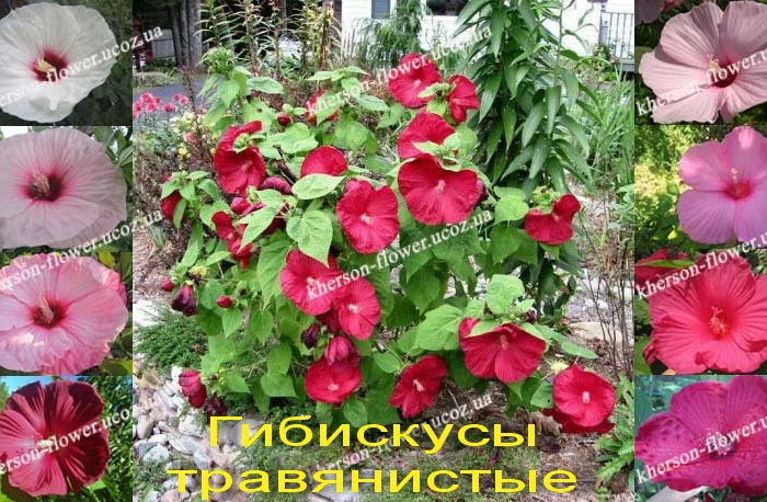 Гибискусы древовидные махровые 18 сортов- фото № 11