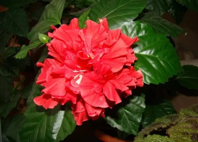 Гибискусы древовидные махровые 18 сортов- фото № 12