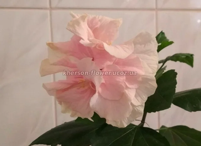 Гибискусы древовидные махровые 18 сортов- фото № 13