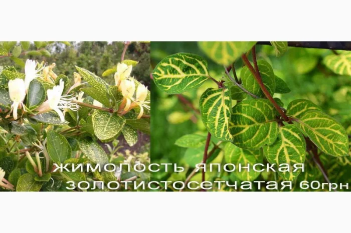 Продам саженцы текомы (кампсиса)- фото № 9