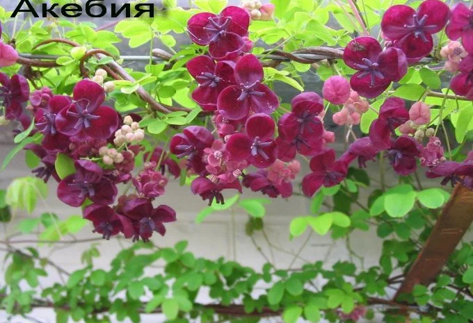 Продам саженцы текомы (кампсиса)- фото № 2