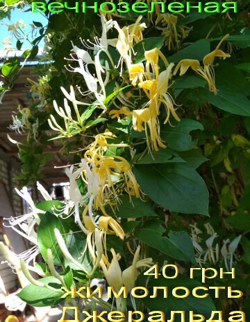 Продам саженцы текомы (кампсиса)- фото № 3