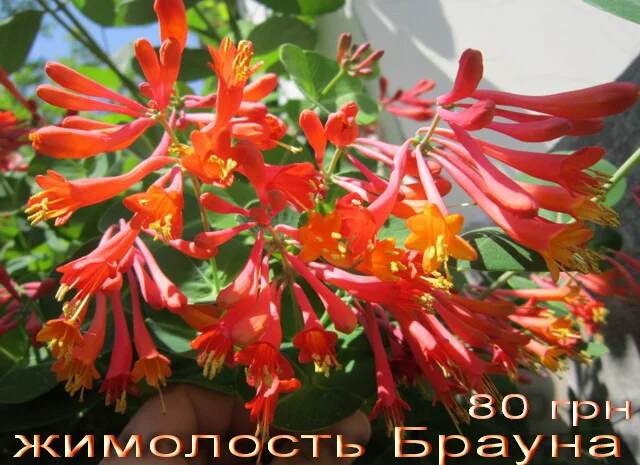 Продам саженцы текомы (кампсиса)- фото № 4