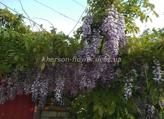 Продам саженцы текомы (кампсиса)- фото № 5