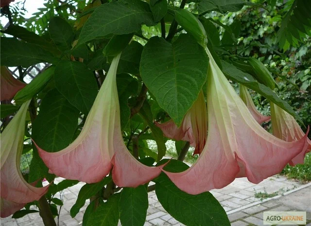 Продам укорененные черенки бругмансии: простые и махровые, разные цвета- фото № 10