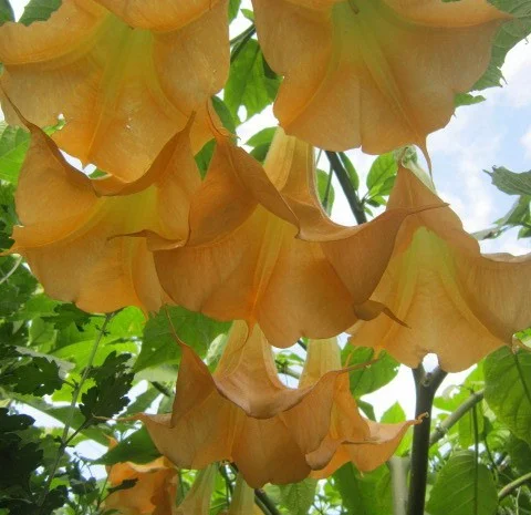 Продам укорененные черенки бругмансии: простые и махровые, разные цвета- фото № 17