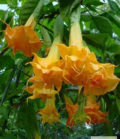 Продам укорененные черенки бругмансии: простые и махровые, разные цвета- фото № 18