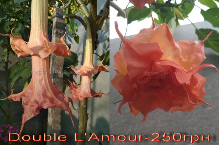 Продам укорененные черенки бругмансии: простые и махровые, разные цвета- фото № 5