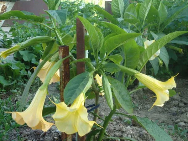 Продам укорененные черенки бругмансии: простые и махровые, разные цвета- фото № 4