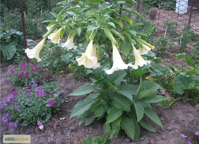 Продам укорененные черенки бругмансии: простые и махровые, разные цвета- фото № 14