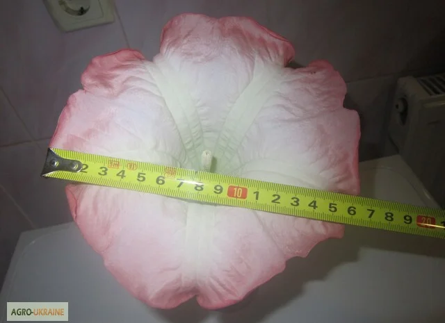 Продам укорененные черенки бругмансии: простые и махровые, разные цвета- фото № 13