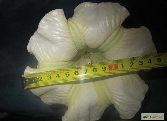 Продам укорененные черенки бругмансии: простые и махровые, разные цвета- фото № 12